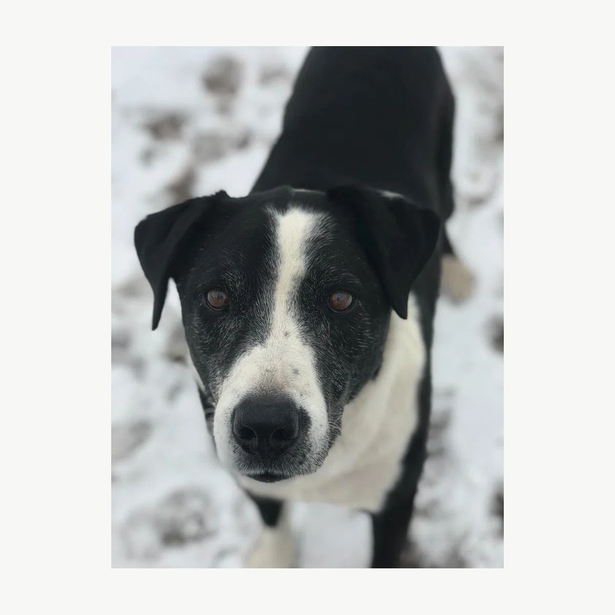 My dog loves it